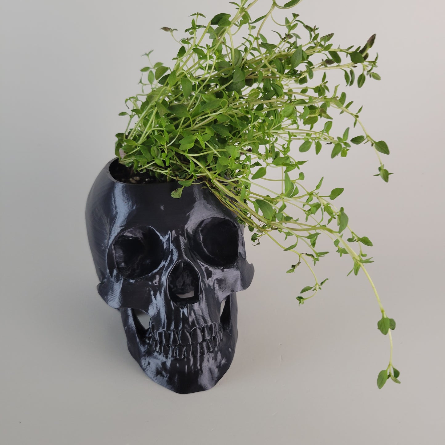 Skull Herb Planter, 3D Printed 3/4 sized skull replica.