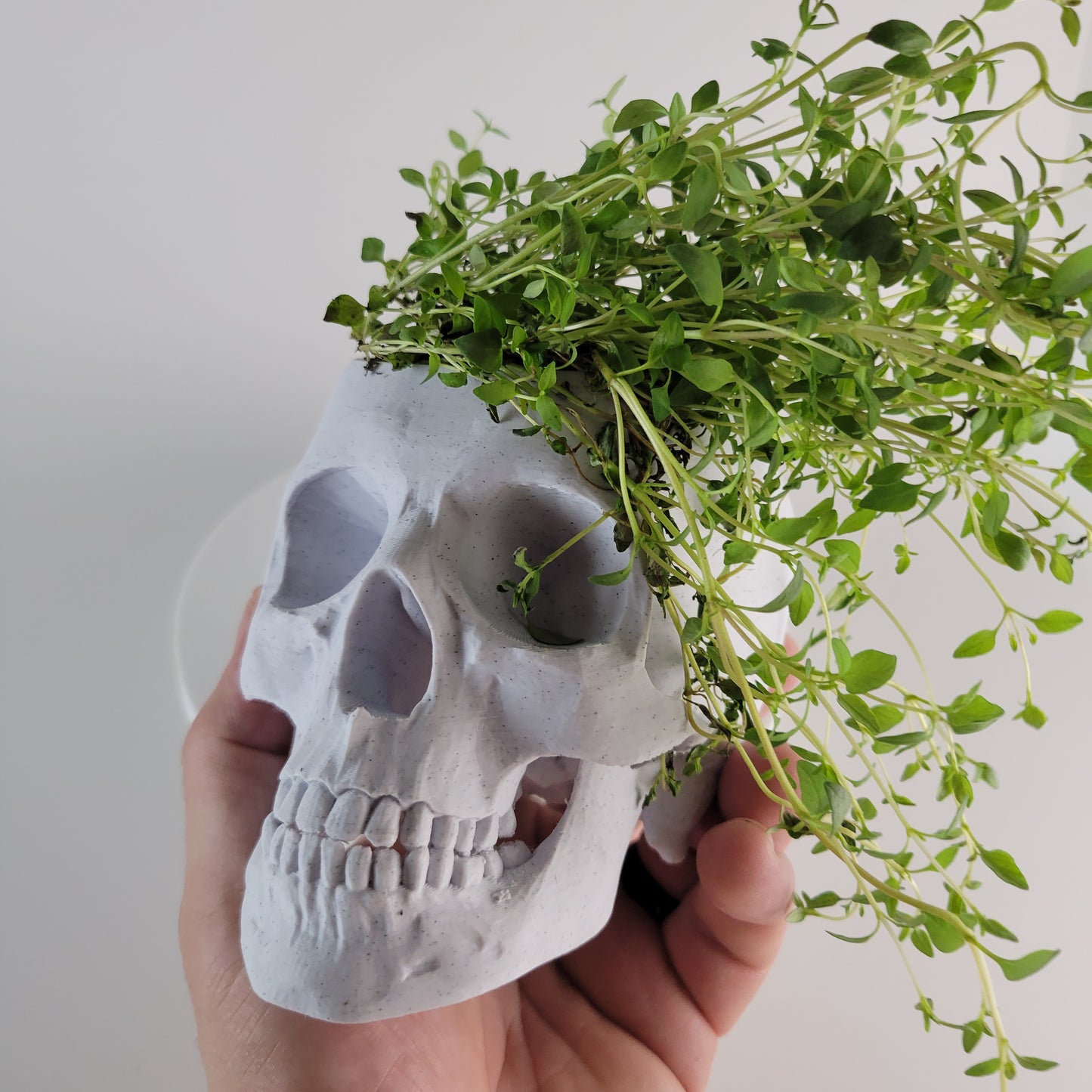 Skull Herb Planter, 3D Printed 3/4 sized skull replica.