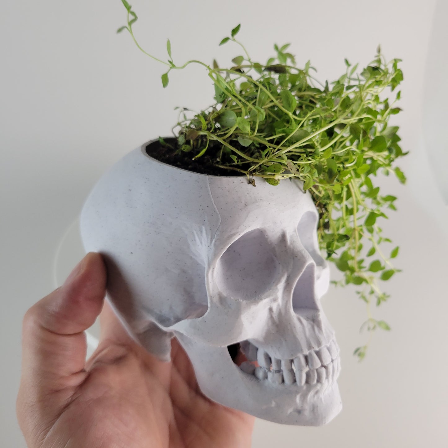 Skull Herb Planter, 3D Printed 3/4 sized skull replica.