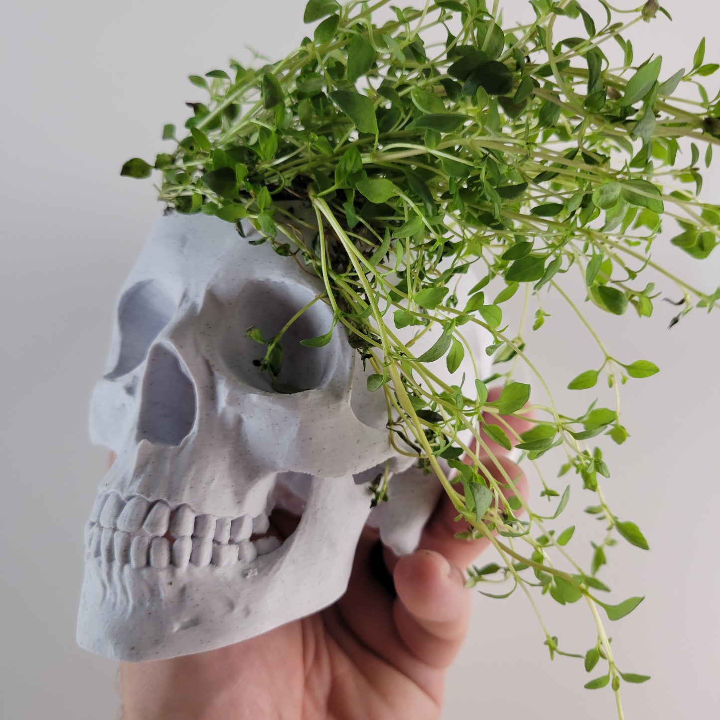 Skull Herb Planter, 3D Printed 3/4 sized skull replica.